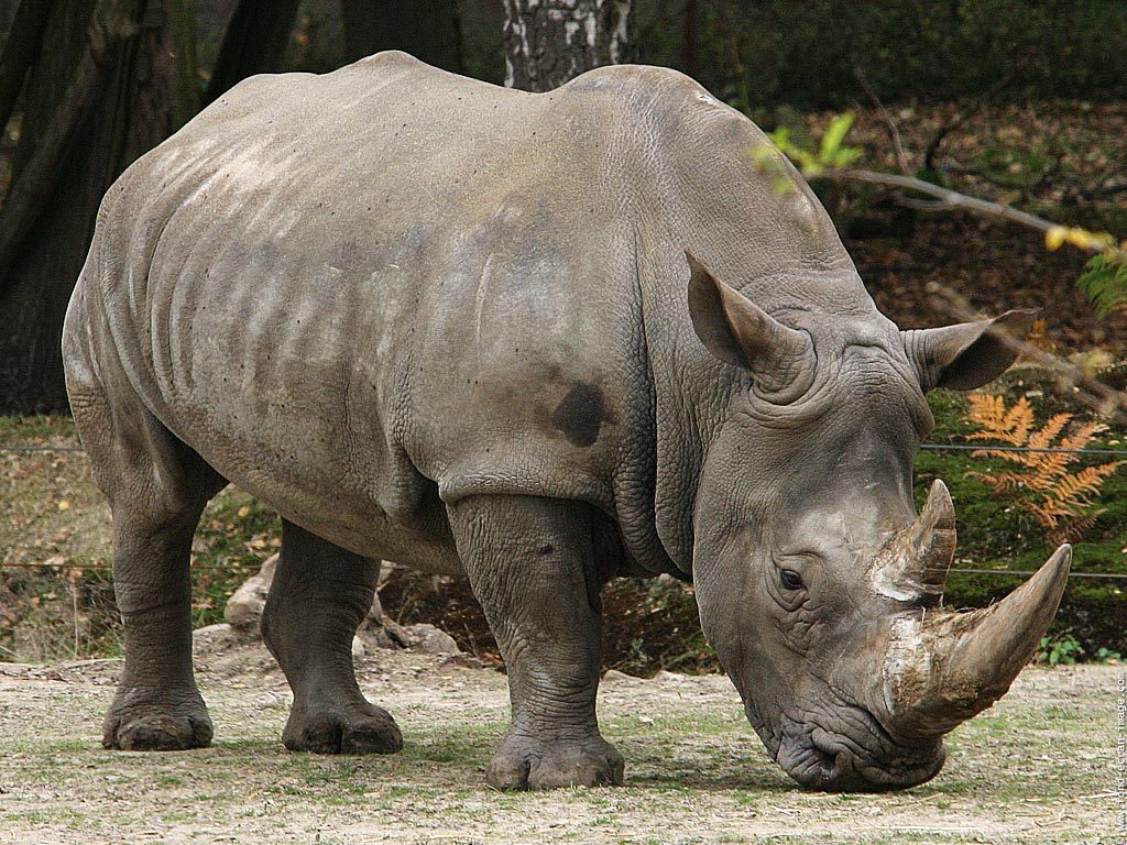 Alone Lucknow zoo Rhino Lohit passes away after long illness
