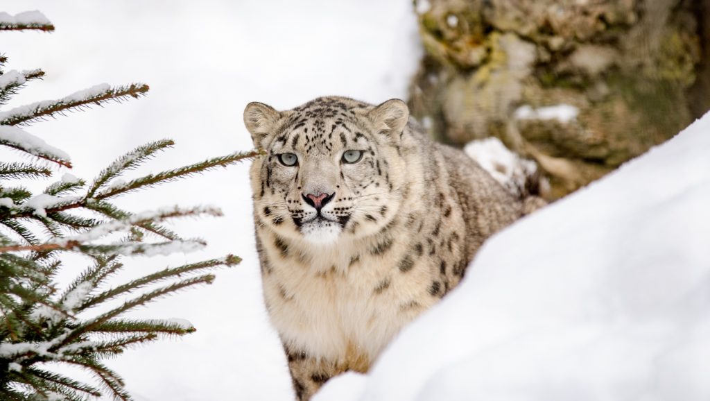 Snow Leopard, Ghost of the Mountain, Photograph of leopard, Snap of Leopard, Wildlife photographer, Social media, Instagram, Shimla, Himanchal Pradesh, Weird news, Offbeat news