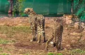 12 Cheetahs from South Africa to land in India on Saturday 